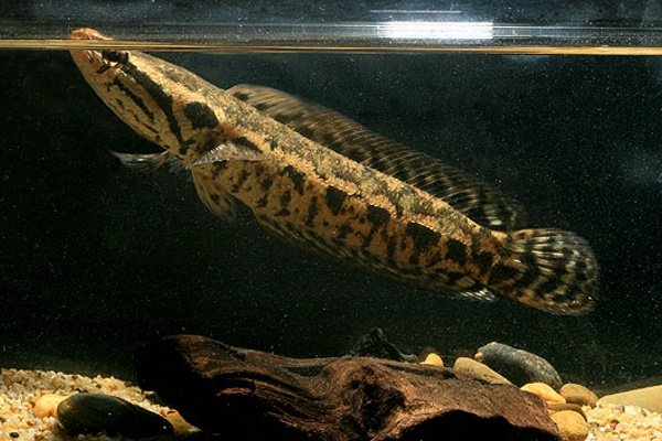 Рыба-змея: характеристики, виды, ловля и искусственное содержание