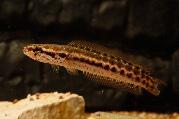 Рыба-змея: характеристики, виды, ловля и искусственное содержание