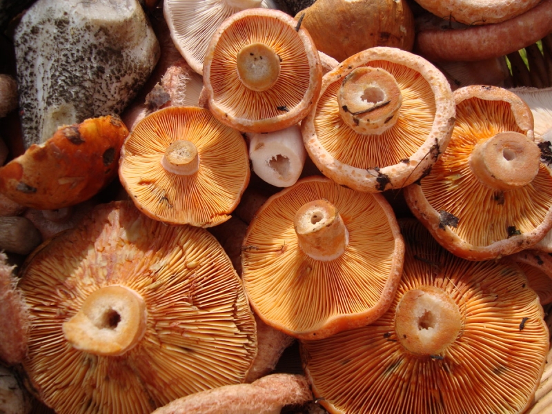 ПОДАРОК ​​КУРИЦЫ - грибы в приготовлении, описание и фото