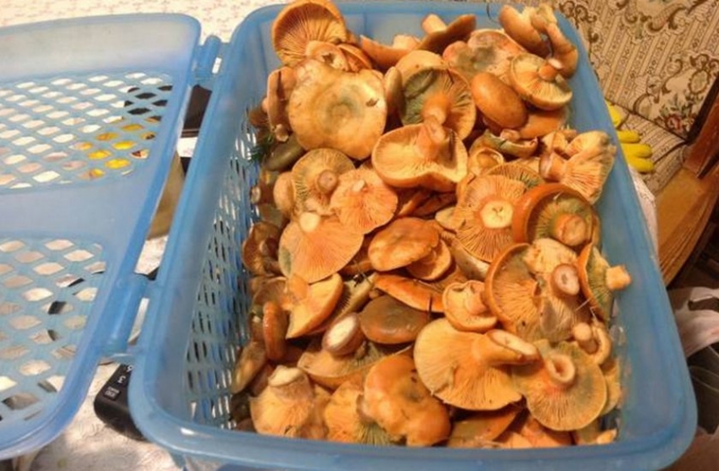 ПОДАРОК ​​КУРИЦЫ - грибы в приготовлении, описание и фото
