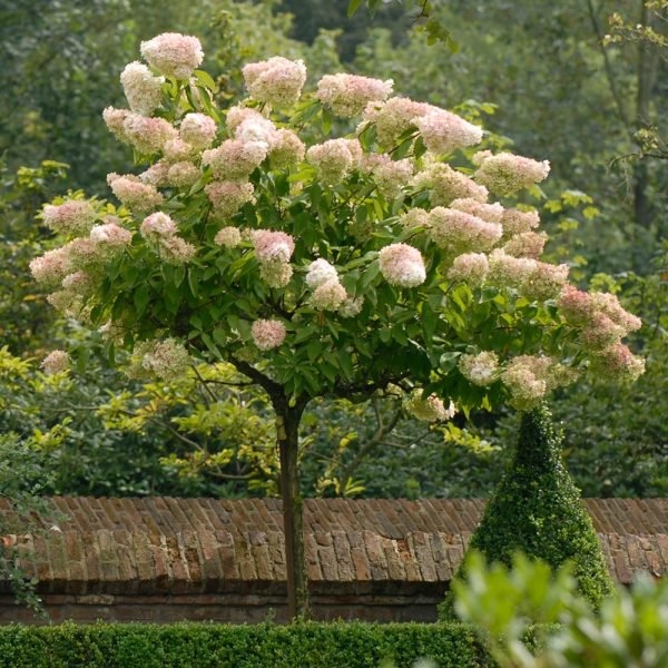 Гортензия садовая - фото, описание, выращивание в открытом грунте