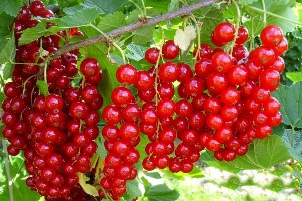 Сахар - обзор сорта красной смородины и правила ее выращивания