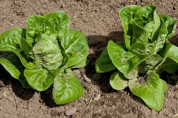 Салат ромэн: особенности выращивания и ухода