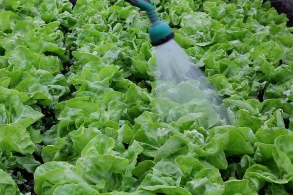 Салат ромэн: особенности выращивания и ухода