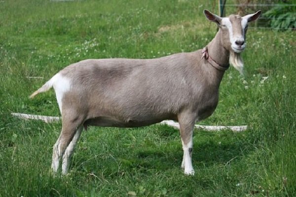 Лучшие породы коз с характеристиками и фото
