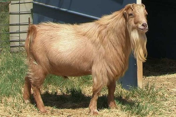Лучшие породы коз с характеристиками и фото
