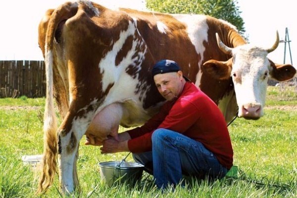 Самые лучшие породы молочных коров