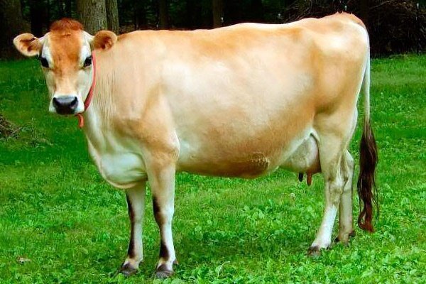 Лучшие породы молочных коров