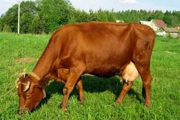 Лучшие породы молочных коров