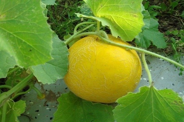 Лучшие сорта дынь: их характеристика и выращивание