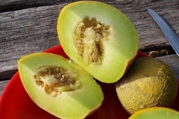 Лучшие сорта дынь: их характеристика и выращивание