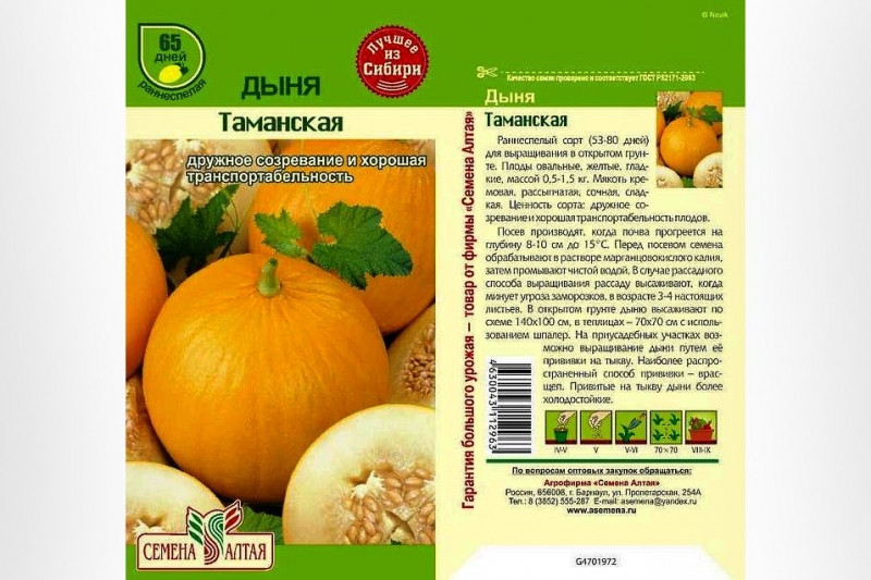 Лучшие сорта дынь: их характеристика и выращивание