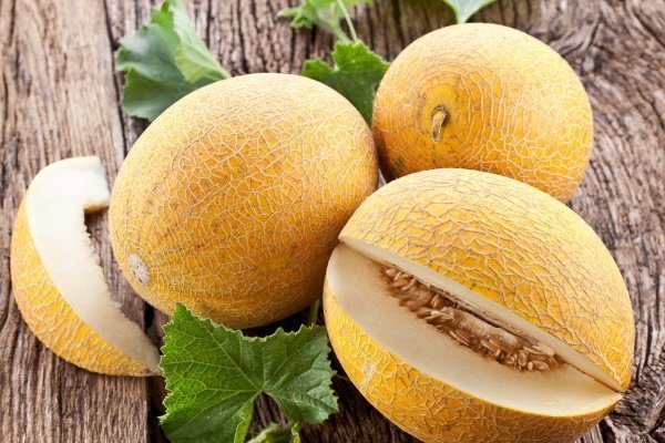 Лучшие сорта дынь: их характеристика и выращивание