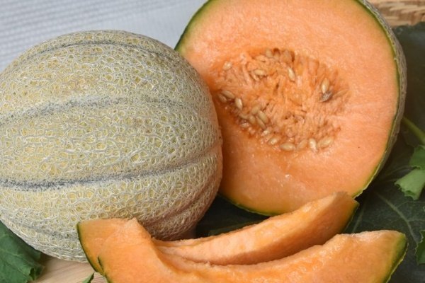 Лучшие сорта дынь: их характеристика и выращивание