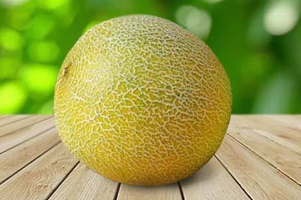 Лучшие сорта дынь: их характеристика и выращивание