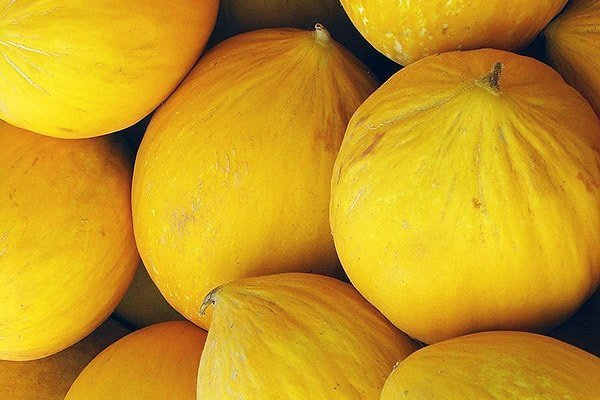 Лучшие сорта дынь: их характеристика и выращивание