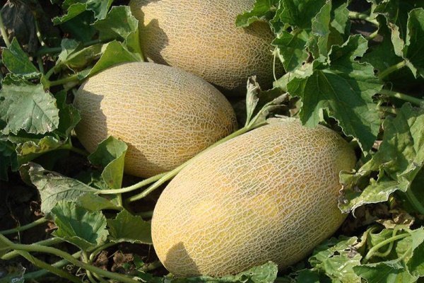Лучшие сорта дынь: их характеристика и выращивание