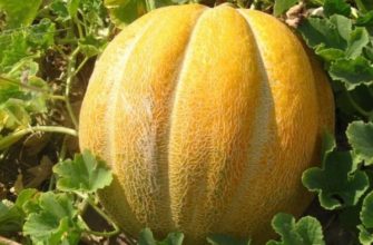 Самые лучшие сорта дынь: их особенности и выращивание