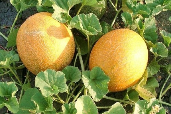 Лучшие сорта дынь: их характеристика и выращивание