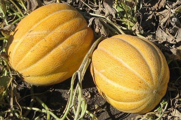 Лучшие сорта дынь: их характеристика и выращивание