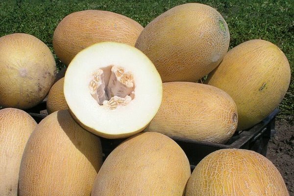 Лучшие сорта дынь: их характеристика и выращивание