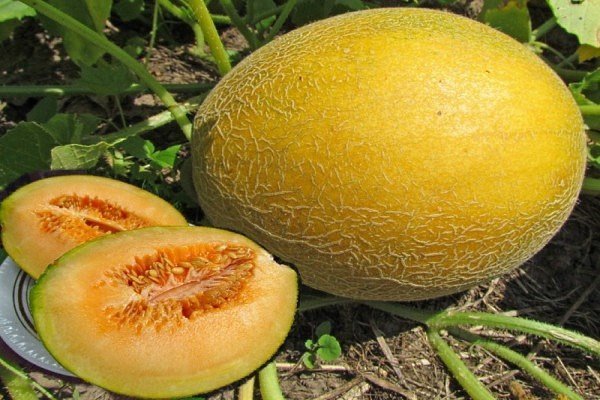 Лучшие сорта дынь: их характеристика и выращивание