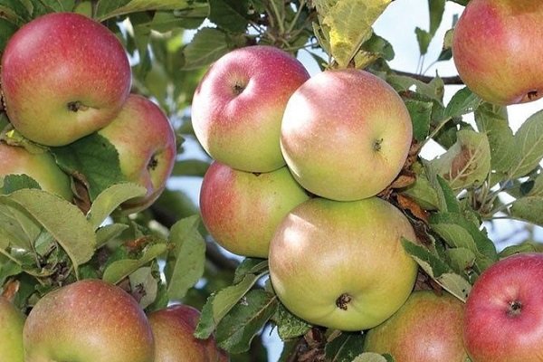 Лучшие сорта яблонь для выращивания в Подмосковье