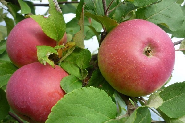 Лучшие сорта яблонь для выращивания в Подмосковье