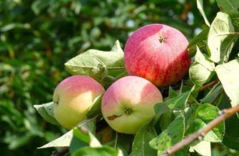 Самые лучшие сорта яблонь для выращивания в Подмосковье