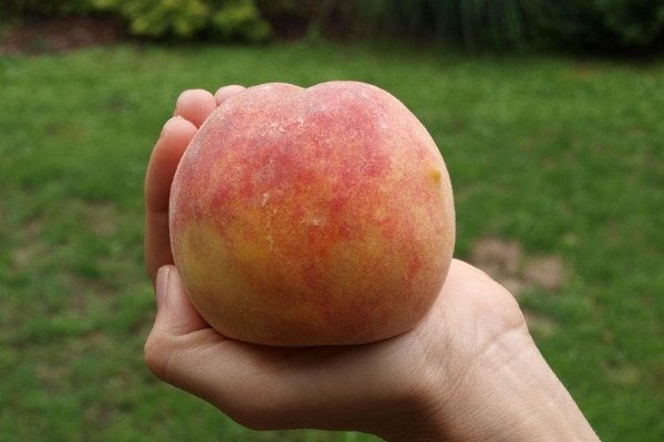 Лучшие сорта персиков с фото и описанием