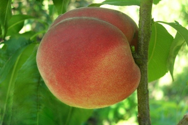 Лучшие сорта персиков с фото и описанием