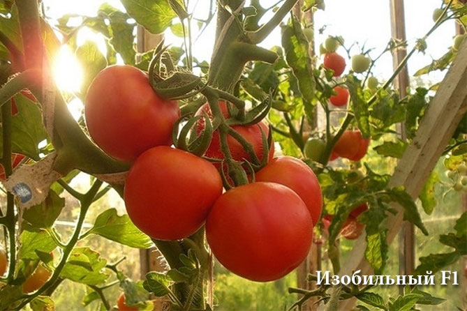 Лучшие сорта томатов на 2019 год, отзывы, фото
