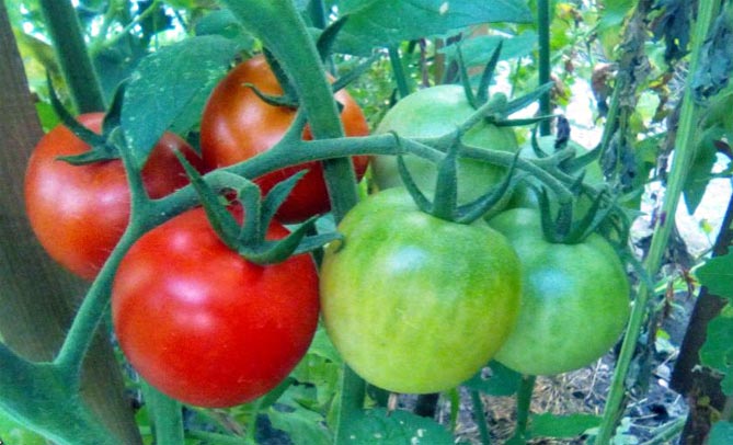 Лучшие сорта томатов на 2019 год, отзывы, фото