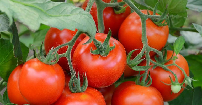 Самые лучшие сорта томатов на 2019 год, отзывы, фото