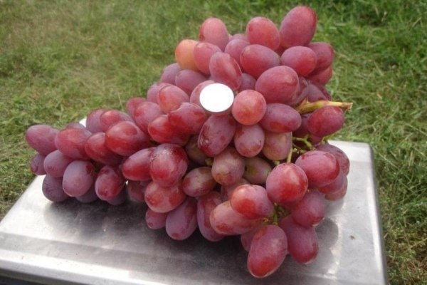 Лучшие сорта столового винограда
