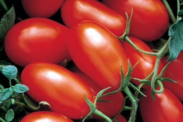 Самые урожайные семена томатов Сибирской селекции