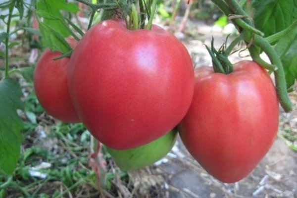 Самые урожайные семена томатов Сибирской селекции