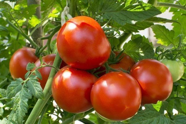 Санька: популярный сорт ранних помидоров. Секреты высокой урожайности
