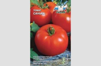 Санька: популярный сорт ранних томатов. Секреты высокой урожайности