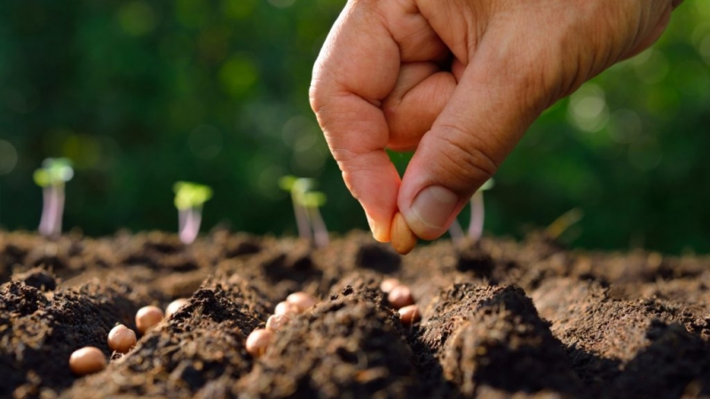 Семена на рассаду: когда сажать, сеять финики и уход