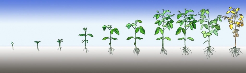 Семена на рассаду: когда сажать, сеять финики и уход