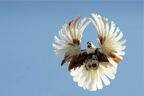 Серповидные голуби: описание птицы и ее характеристики