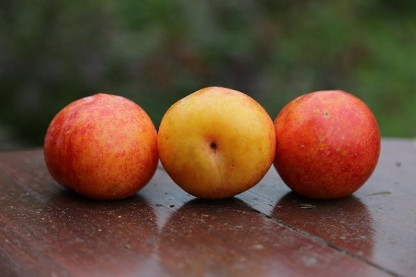 Шарафуга - гибрид абрикоса, сливы и персика