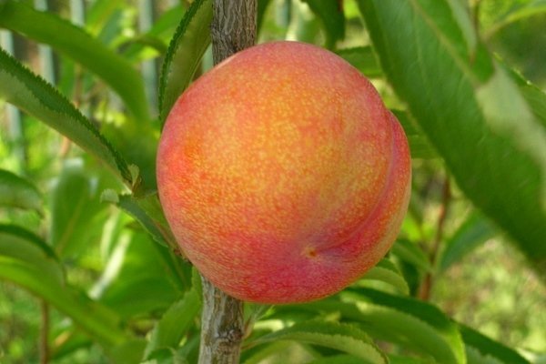 Шарафуга - гибрид абрикоса, сливы и персика