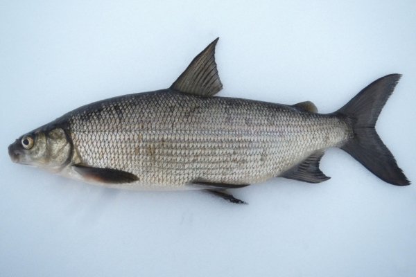 Сиг - характеристика рыб, правила ловли, разведение и рост