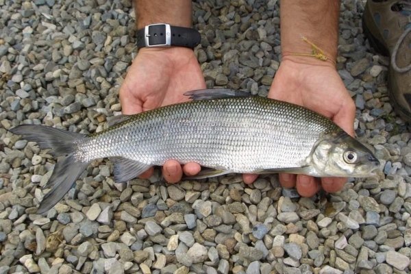 Сиг – особенности рыбы, правила ловли, разведения и выращивания