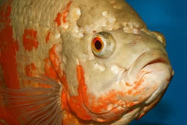 Симптомы и лечение гексамитоза у рыб