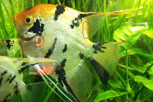 Симптомы и лечение гексаметоза у рыб