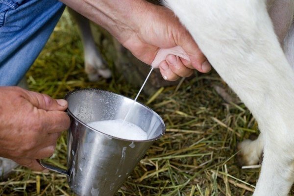 Сколько молока может дать коза?