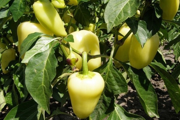 Перец сладкий Белозерка: особенности посадки и выращивания сорта